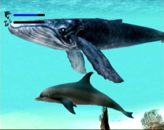Maman baleine